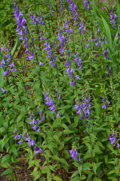 purpurfarbene blüten der rapon-glockenblume mitte juni - wildflower lush foliage outdoors campanula stock-fotos und bilder