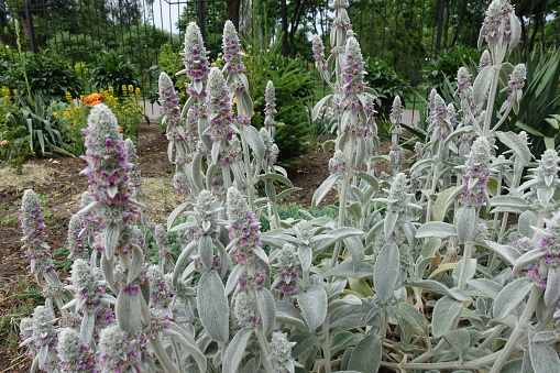 Pinkish purple flowers of Stachys byzantina in mid June
