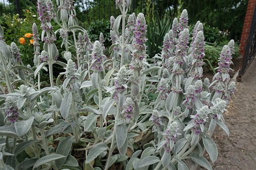 Violet flowers of Stachys byzantina in mid June