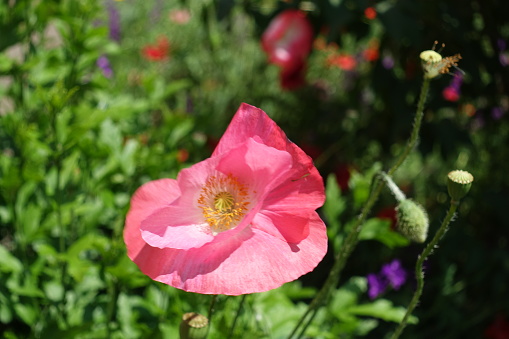 Closeup of pink flower of common poppy in June
