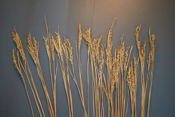 Ripe rice ears wheat ears on gray background