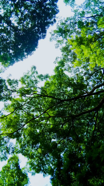 istock shady trees in spring with many branching 1487452306