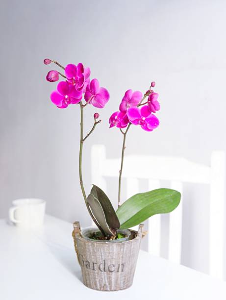 istock Potted pink orchid on white background 1487452998