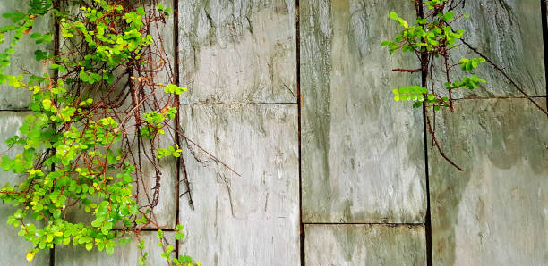 istock Green vine, ivy or creeper plant on gray concrete wall background 1487453637