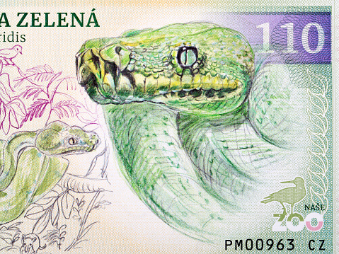 Green python a closeup portrait from money