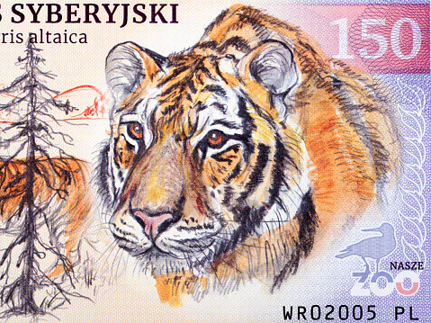 Siberian tiger a closeup portrait from money