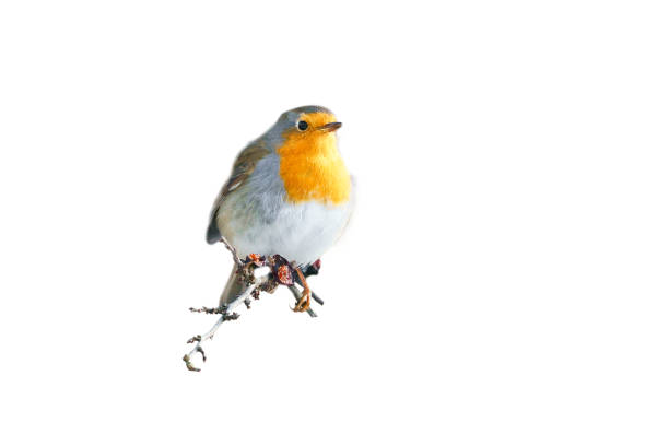 Three Robins Perched on Tree Branches Isolated on White