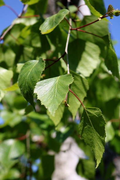 istock Blurred summer green background, birch branches and leaves in the park 1487454773