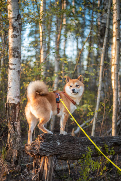 un chien shiba inu rouge de 1 an se tient sur l’arbre tombé dans la forêt par une journée ensoleillée de printemps - forest road nature birch tree photos et images de collection