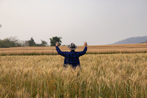 Asian man inspecting wheat on barley field background, happy agronomist farmer paying attention to his crops for a bountiful harvest