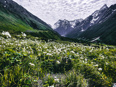The valley of flowers is a beautiful valley covered with different types of flowers in uttarkhand ,india.