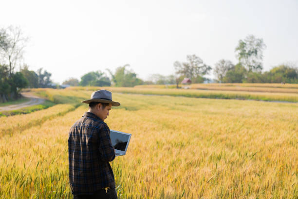 istock Asian man smart farmer using modern digital technology by laptop computer in barley field for industrial development. 1487456421
