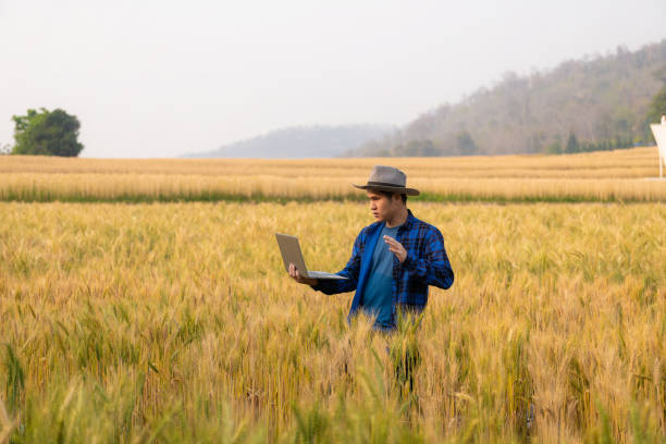 istock Asian man smart farmer using modern digital technology by laptop computer in barley field for industrial development. 1487456486