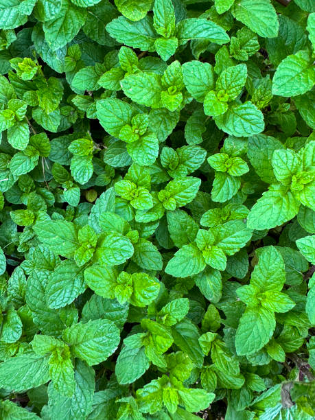 immagine a pieno formato di germogli e foglie invasivi di menta di mela (mentha suaveolens) che crescono nell'orto delle erbe, vista elevata - mentha rotundifolia foto e immagini stock