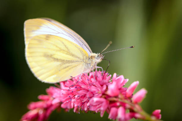 istock Green-veined white Butterfly - Pieris napi - on Bistorta amplexicaulis 1487459458