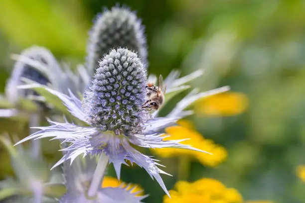 Bee - Apis mellifera - pollinates a blossom of Eryngium planum, the blue eryngo or flat sea holly