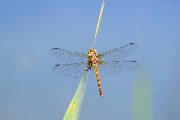 istock Spotted darter dragonfly - Sympetrum depressiusculum 1487459481