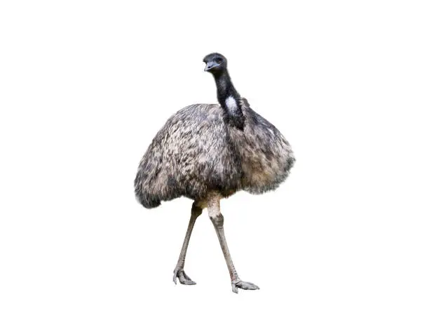 emu ostrich isolated on white background