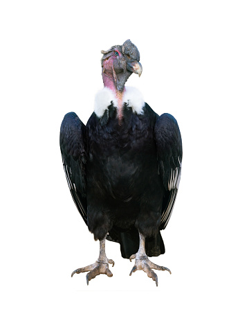 andelan condor isolated on white background
