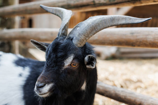 istock Welsh goat with large and sharp horns, a zoo with unusual animals, herbivores 1487460261