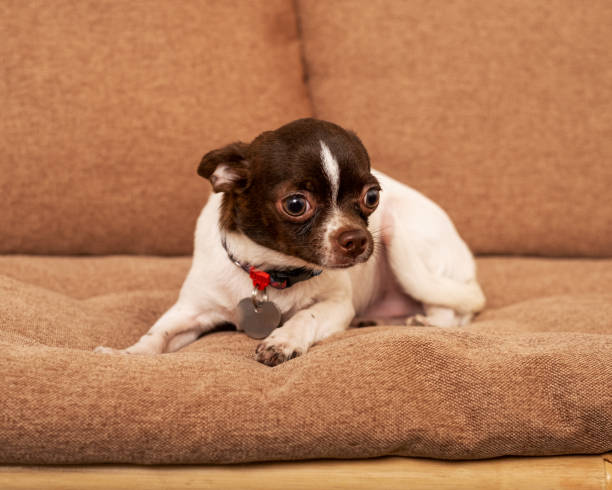 istock Chihuahua breed dog lies on a sofa 1487461090