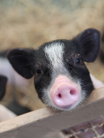 The face of a light pink nosed piglet.