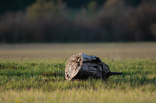 A stranded willow stump in a field in the spring after a winter flood
