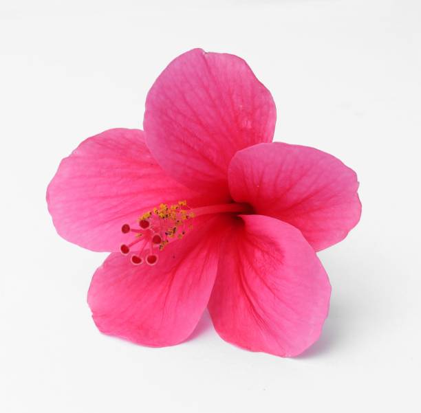 An aesthetically pleasing image of a single pink Hibiscus flower surrounded by a white backdrop