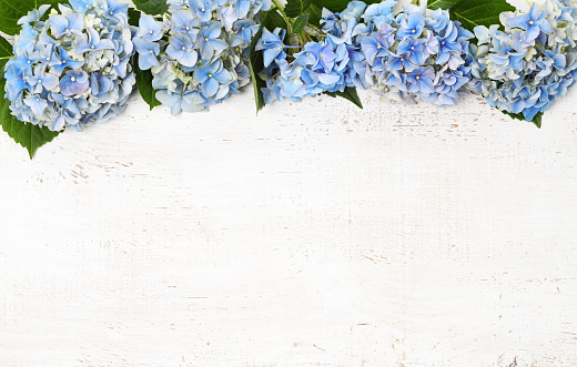 Border of blue hydrangea flowers close up