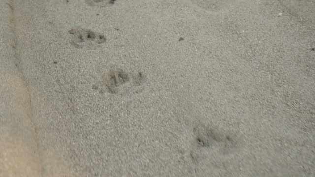 Animal tracks in the forest on the sand, close-up.