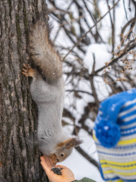 istock A little child in winter feeds a squirrel with a nut. 1487463918