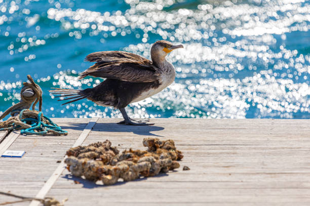 Phalacrocorax carbo, Cala Fosca, GironaPort de la Selva harbour a day with strong Tramuntana winds