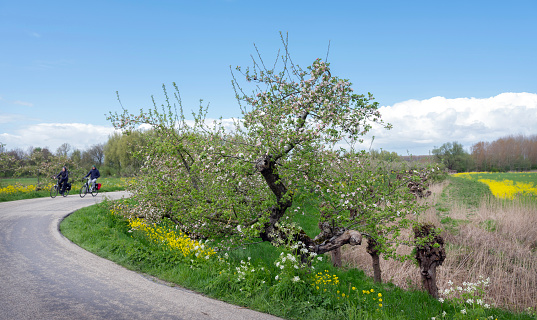 Tricht, Netherlands, 25 april 2023: couple on bicycle passes blooming apple trees on dike in the netherlands under blue spring sky