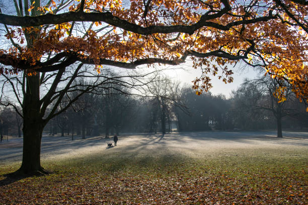 View over frosted lawn in public park with one person walking a dog in early winter with yellow leaves on grass and large tree and branch in forefront filled with yellow leaves and sun shining through