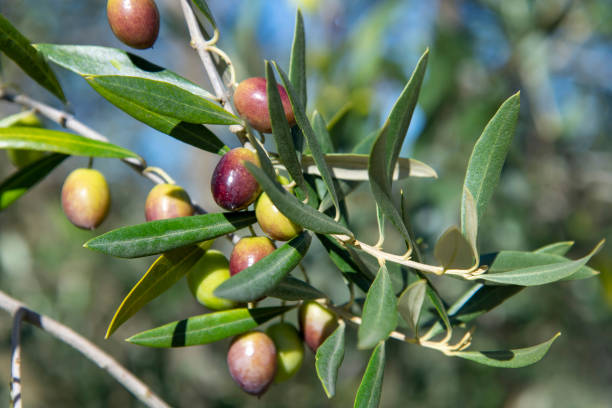 istock Close up green olives 1487465083