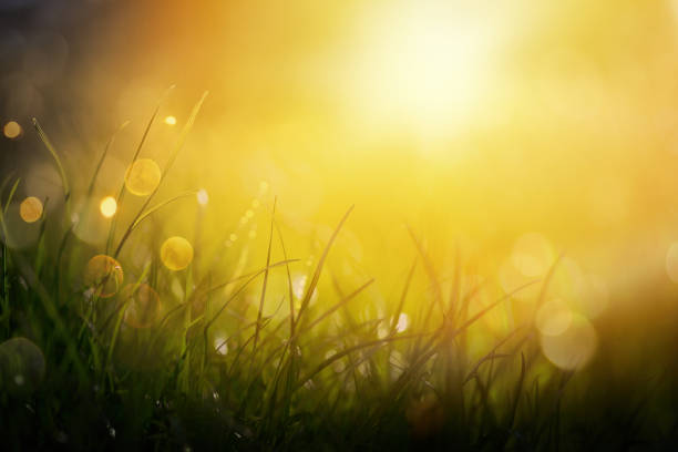 Spring Green Grass Background With Sunset Views