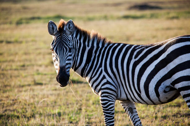 istock Zebra in the Kenyan sun 1487467260