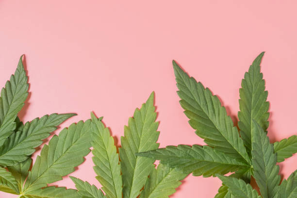 istock Weed, cannabis, hemp, marijuana leaf on colorful background. 1487467276