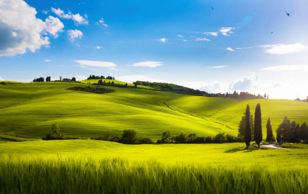 paysage rural estival idyllique, toscane, italie - rolling landscape photos et images de collection