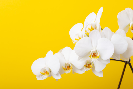 Bright photo of blooming orchid flower