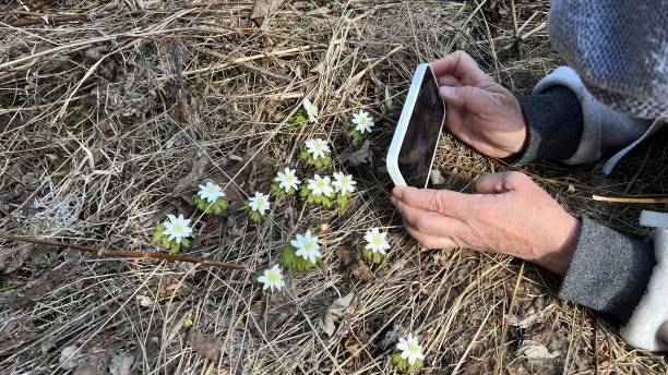 istock Hands take a photo on the phone 1487468007