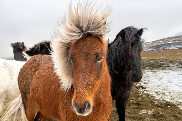 istock Close up view of two Icelandic horses 1487468109