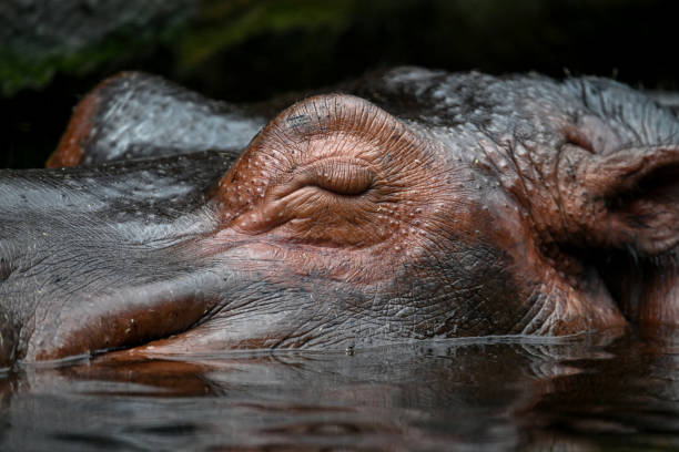istock Low angle portrait of a hippo 1487468581