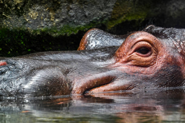 istock Low angle portrait of a hippo 1487468613