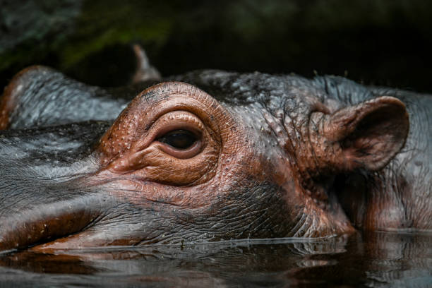 istock Low angle portrait of a hippo 1487468614