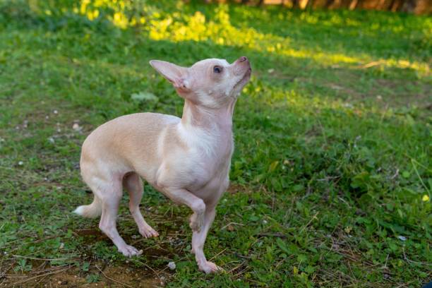 istock Chihuahua playing in the park 1487468689