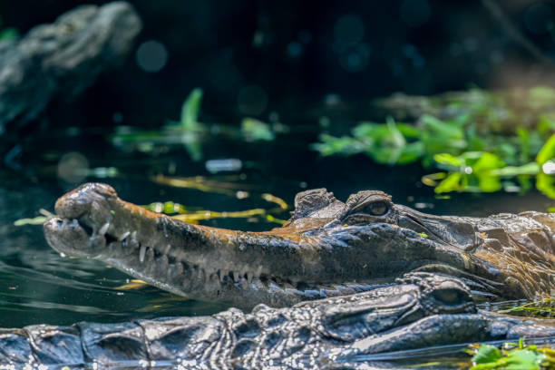 istock Low angle portrait of a False Gharial 1487468817