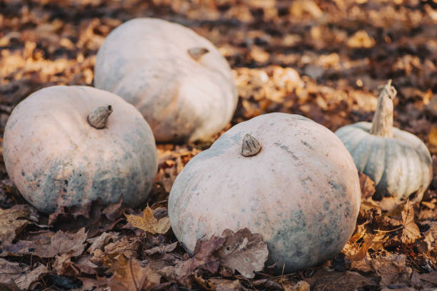 istock Pumpkins on yellow autumn foliage in forest 1487468859