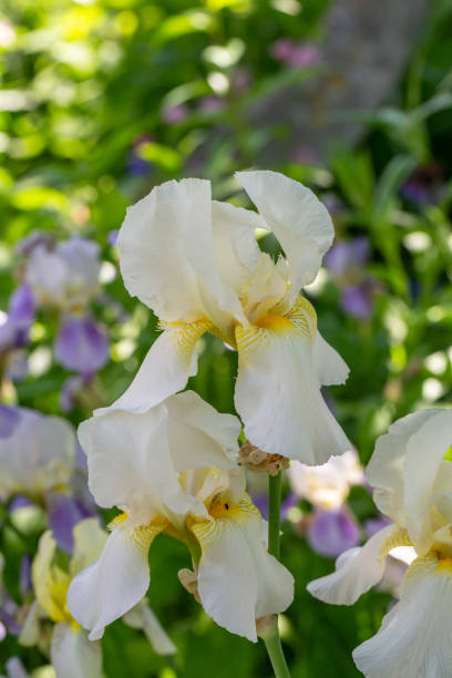 istock Blooming white iris flower macro photography in summer day. 1487468900