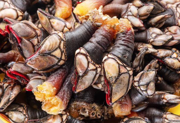 istock Raw goose barnacles closeup. Food background. 1487469791